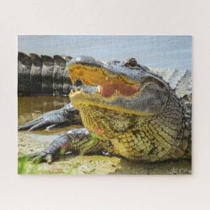 Puzzle Portrait d'alligator américain