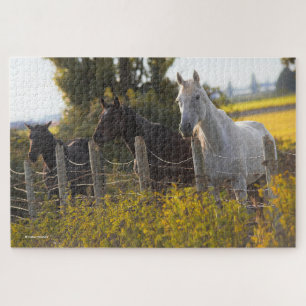Puzzle Portrait d'automne de trois chevaux