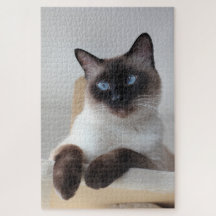 Portrait de chat de Siamese
