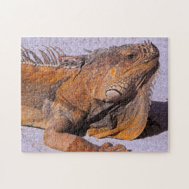Puzzle Portrait de l'Iguana (Horizontal)