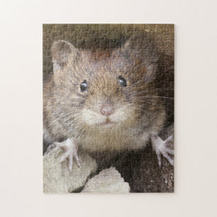 Puzzle Portrait de souris