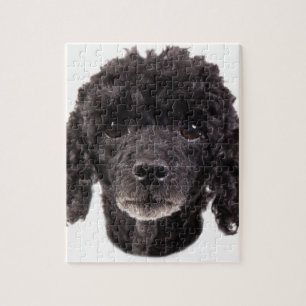 Puzzle Portrait d'un caniche noir