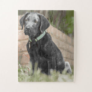 Puzzle Portrait d'un chiot du labrador
