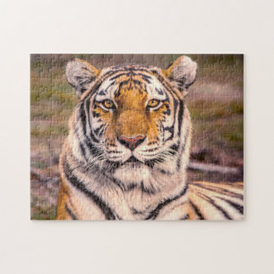 Puzzle Portrait photo Tiger