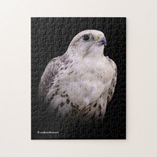 Puzzle Portrait signé d'un faucon de Saker curieux