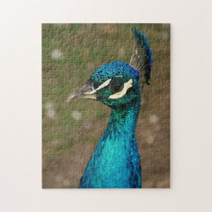 Puzzle Porträt eines blauen Pfaus