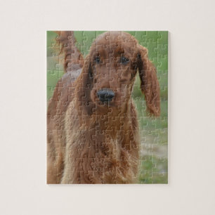 Puzzle Poseur irlandais adorable