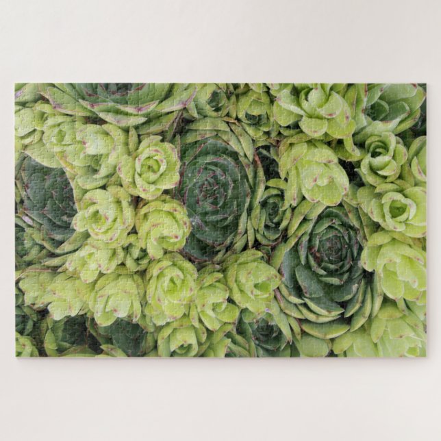 Puzzle Poules et poules Plantes succulents (Horizontal)