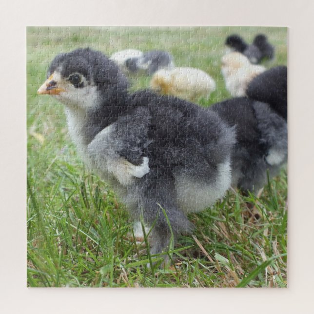 Puzzle poulet, animal, oiseau, ferme, mignonette, puzzle, (Vertical)