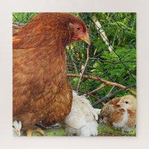 poulet, animal, oiseau, ferme, mignonette, puzzle,