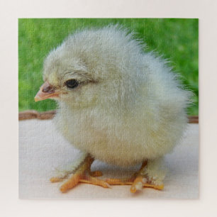 Puzzle poulet, animal, oiseau, ferme, mignonette, puzzle,