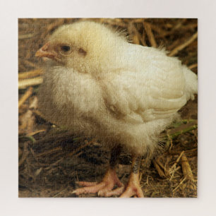 Puzzle poulet, animal, poussin, oiseau, ferme, mignon, pu
