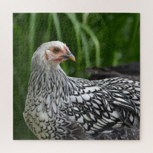 Puzzle Poulet argenté