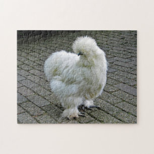 Puzzle Poulet blanc Silkie Photo
