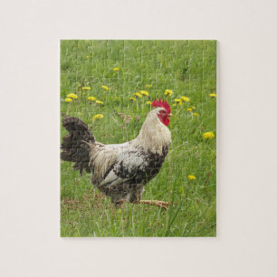 Puzzle poulet, coq, animal, oiseau, ferme, agriculture,