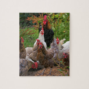 Puzzle Poulets de basse cour et casse-tête drôles de coq