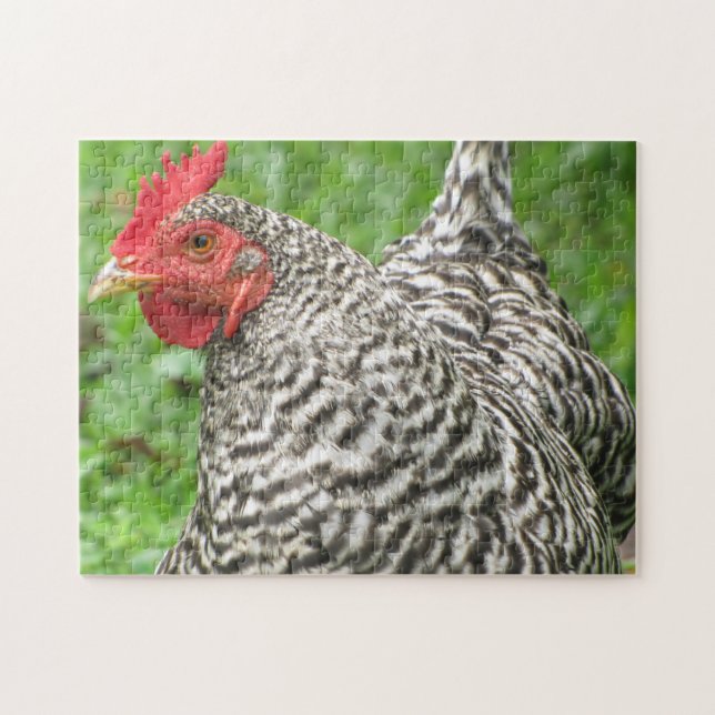 Puzzle Poulets de roche barrés Hen (Horizontal)