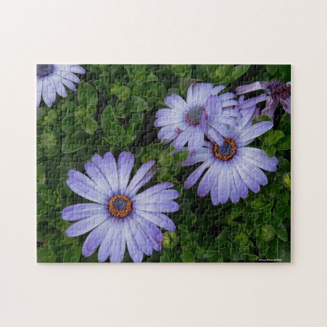 Puzzle pourpre de marguerites (Horizontal)