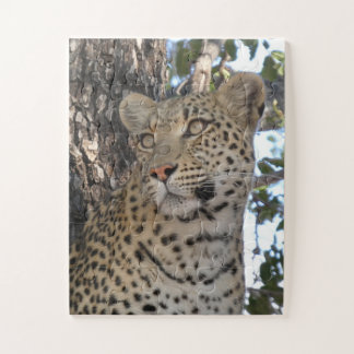 PUZZLE PRETTY FEMALE LEOPARD CLOSE-UP