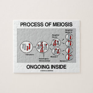 Puzzle Processus de l'intérieur actuel de méiose