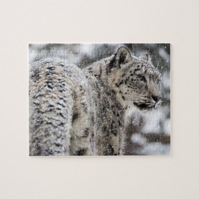 Puzzle Profil de léopard de neige dans la neige (Horizontal)