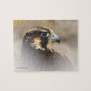 Puzzle Profil d'un faucon pèlerin