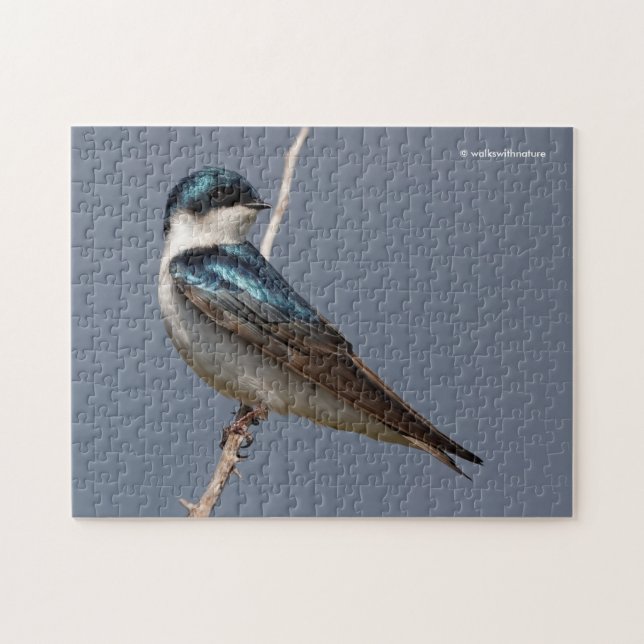 Puzzle Profil éclairé d'un oiseau chanteur d'hirondelle d (Horizontal)