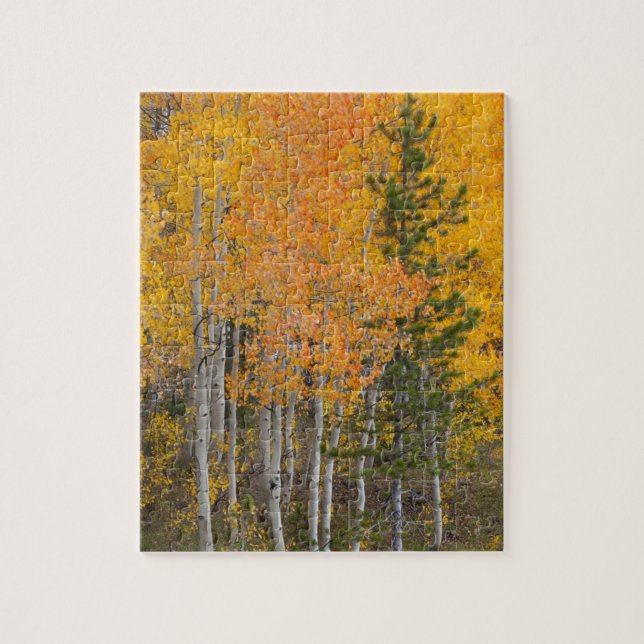 Puzzle Provo (Vertical)
