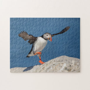 Puzzle Puffin Atlantique en Machias, Maine
