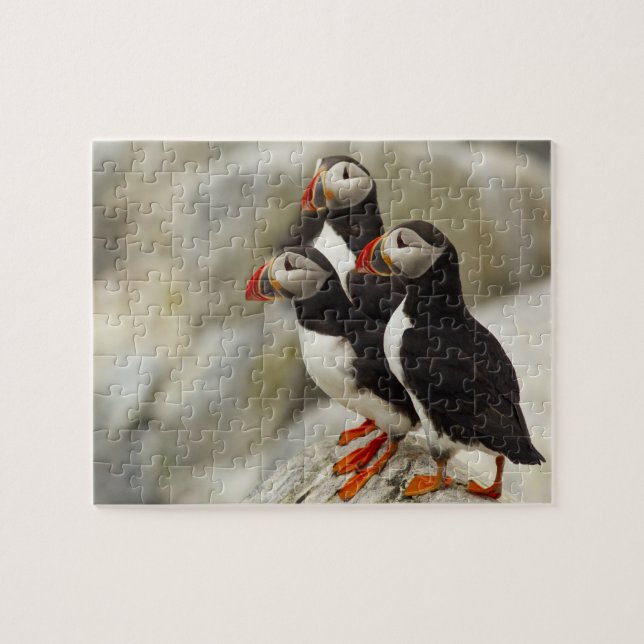 Puzzle Puffins de l'Atlantique sur l'île des phoques Mach (Horizontal)