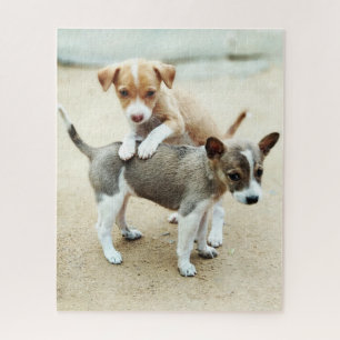 Puzzle Puppies mignonnes jouer sur la plage