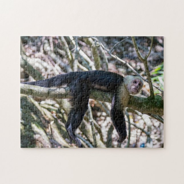 Puzzle Pura vida pour singe capucin à tête blanche (Horizontal)
