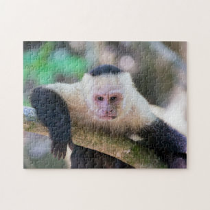 Puzzle Pura vida pour singe capucin à tête blanche