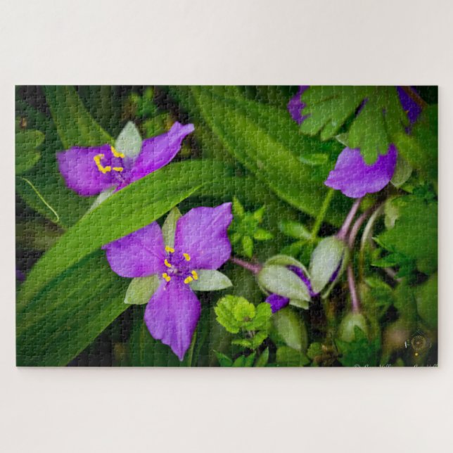 Puzzle Purplish Pink Spiderwort Spring Burst (Horizontal)