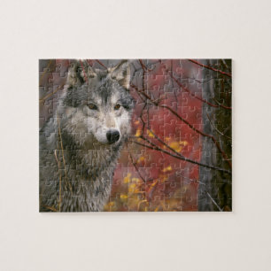 Puzzle Puzzle-Loup de faune