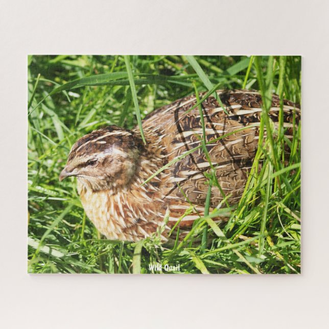 Puzzle Quail sauvage (Horizontal)