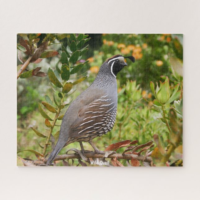 Puzzle Quail sauvage (Horizontal)