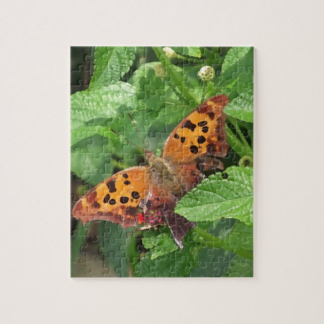 Puzzle Question Mark Butterfly on Lantana (Vertical)