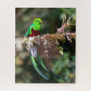 Puzzle Quetzal resplendissant dans la forêt nuageuse
