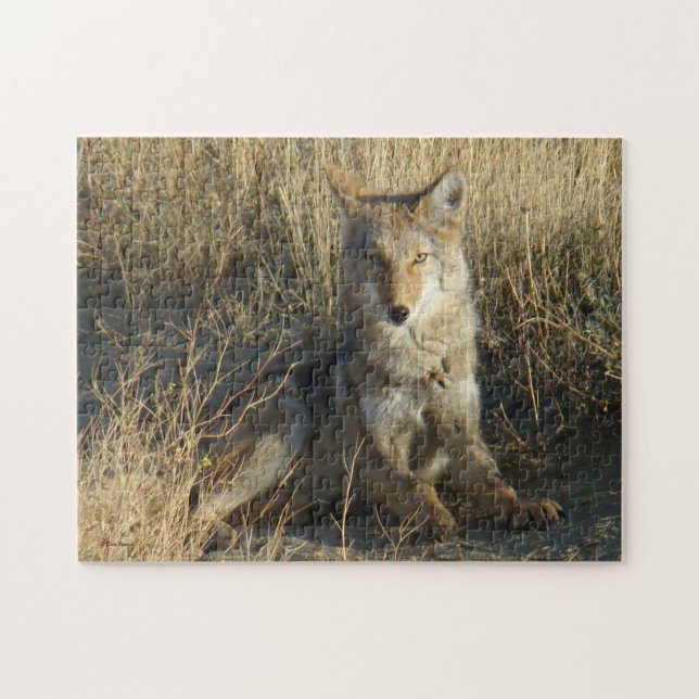 Puzzle R15 Coyote Laying (Horizontal)