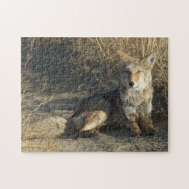 Puzzle R19 Coyote Laying (Horizontal)