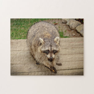 Puzzle Raccoon avec puce