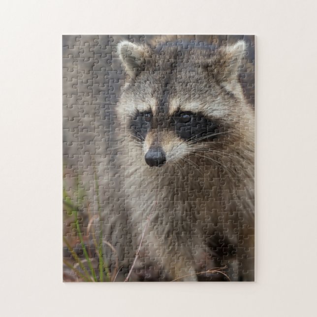 Puzzle Raccoon, Lotor Procyon, Floride (Vertical)