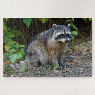 Puzzle Raccoon nord-américain mignon