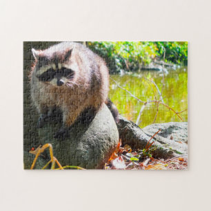Puzzle Raccoon Stanley Park Vancouver.