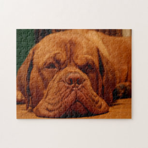 Puzzle Race de chien Mastiff.