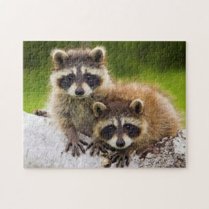 Puzzle Racoons