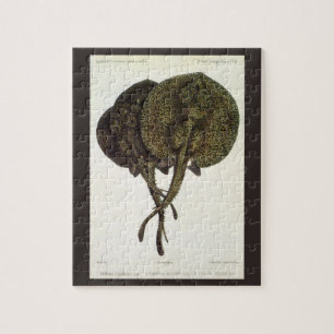 Puzzle Raies Pastenagues Raies Pastenagues, Animaux Marin