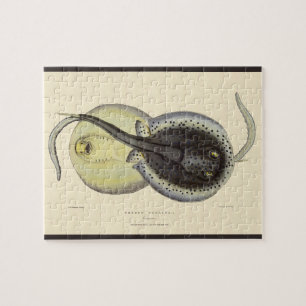 Puzzle Raies pastenagues tachetées, animaux marins océani