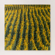 Rangées de tournesol